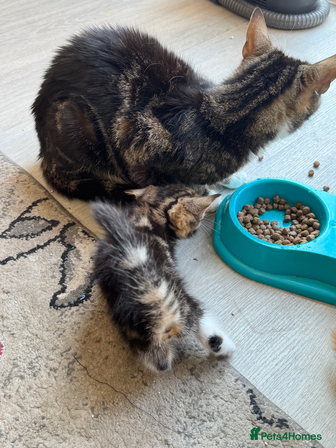 Mixed Breed cats for sale: European shorthair tabby cross kittens available.  - Image 23
