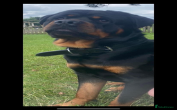 Rottweiler dogs for sale: Beautiful litter of 6 boys - Image 19