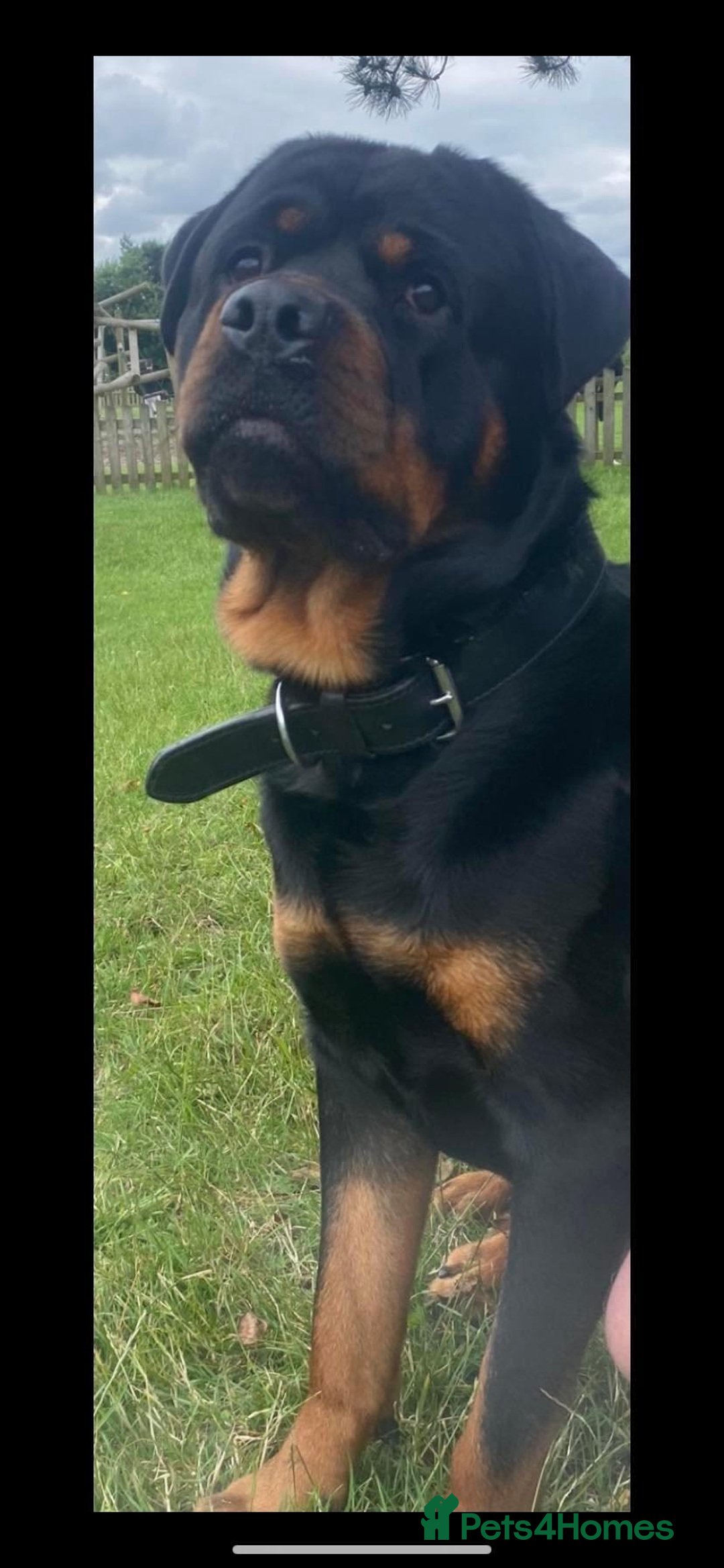Rottweiler dogs for sale: Beautiful litter of 6 boys - Image 19
