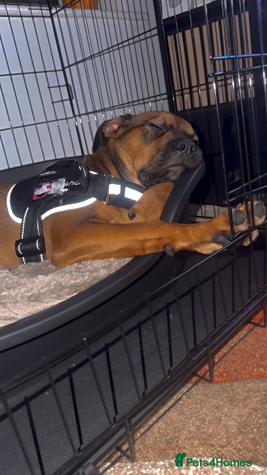 Mixed Breed dogs for sale: My name is star  in Wednesbury - Advert 2