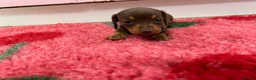 Miniature Dachshund dogs for sale: KC Reg Miniature Dachshund Puppies - PRA Clear  - Advert 6
