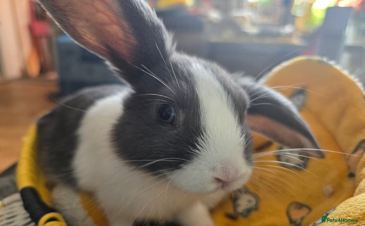 Mixed Breed rabbits - Advert 5