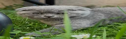 Scottish Fold cats for sale: Scottish fold Kitties  - Advert 1
