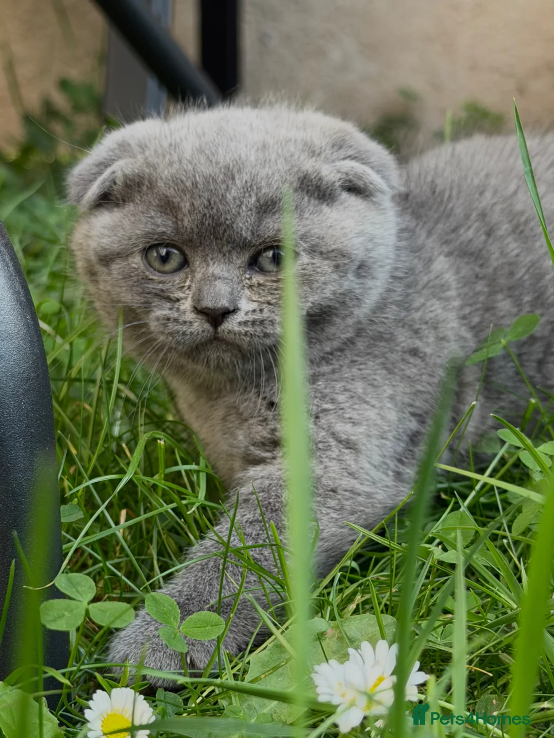 Scottish Fold cats for sale: Scottish fold Kitties  - Advert 1