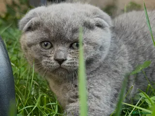 Scottish Fold cats Scottish fold Kitties - Advert 4