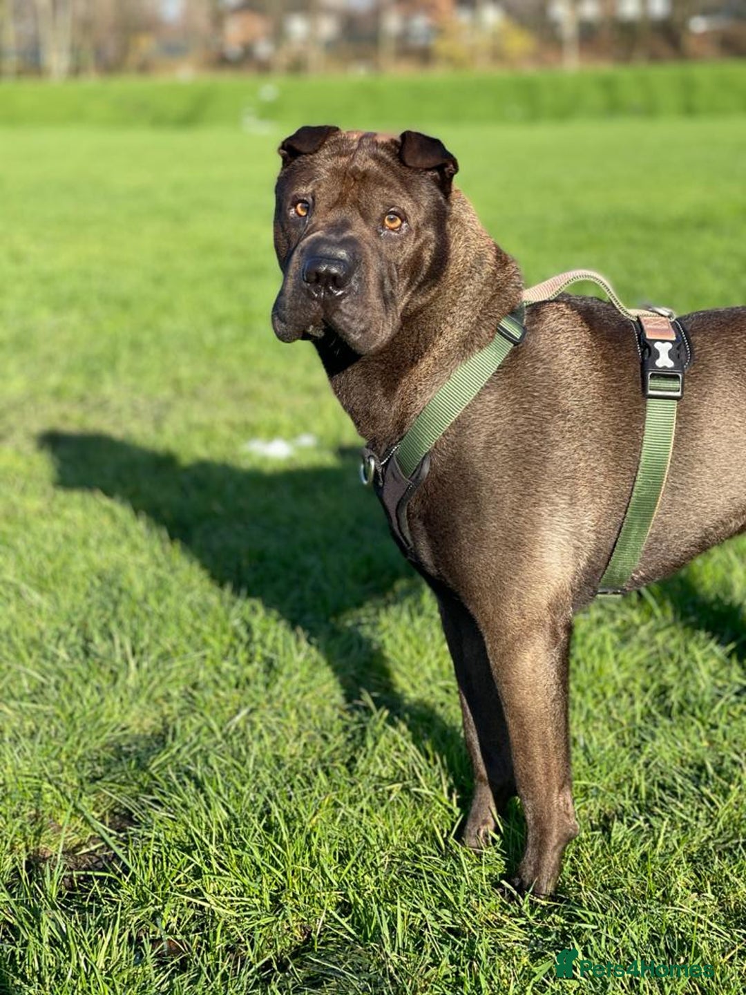 Shar Pei dogs for stud: Handsome Shar Pei available for stud in Ashton-under-Lyne - Advert 2