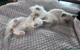 Ragdoll cats for sale: Stunning Ragdoll kittens for sale - Image 37