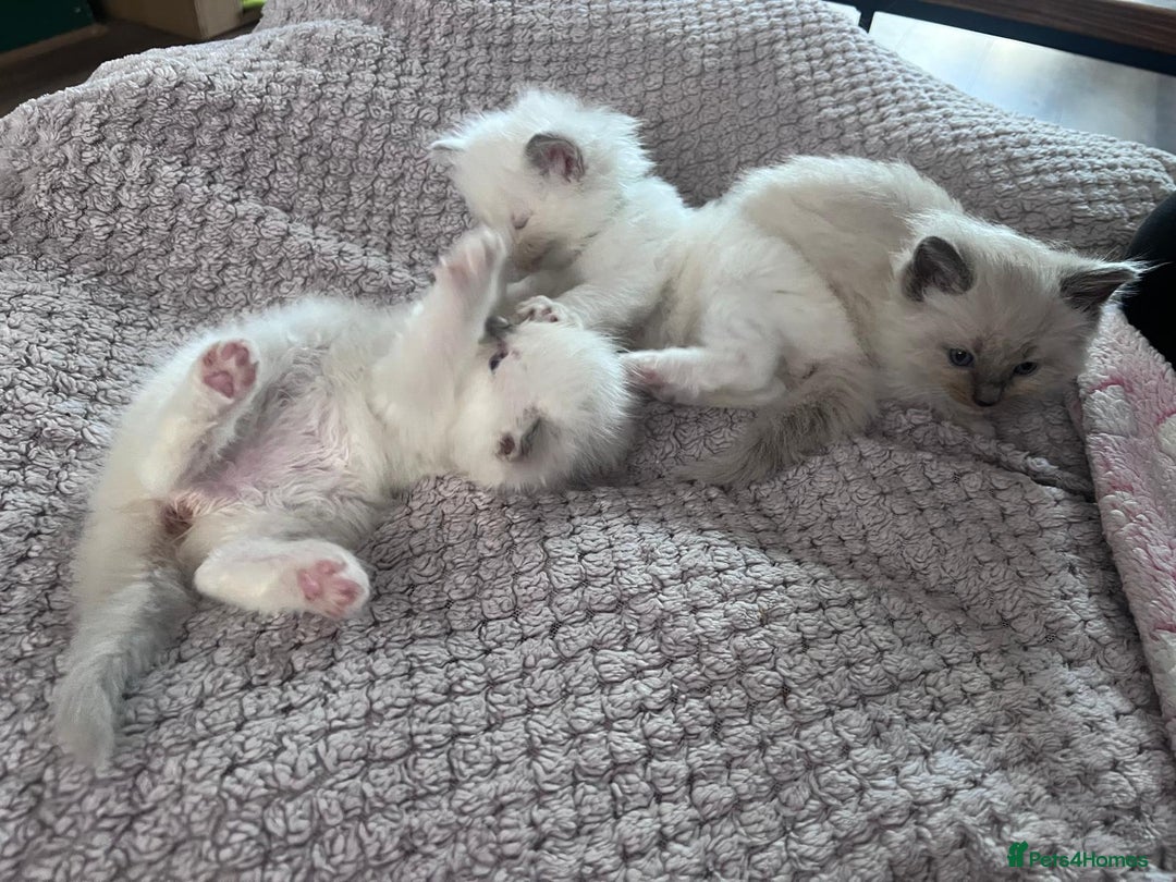 Ragdoll cats for sale: Stunning Ragdoll kittens for sale - Image 37