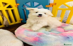 Maltese dogs for sale: For sale - Image 7