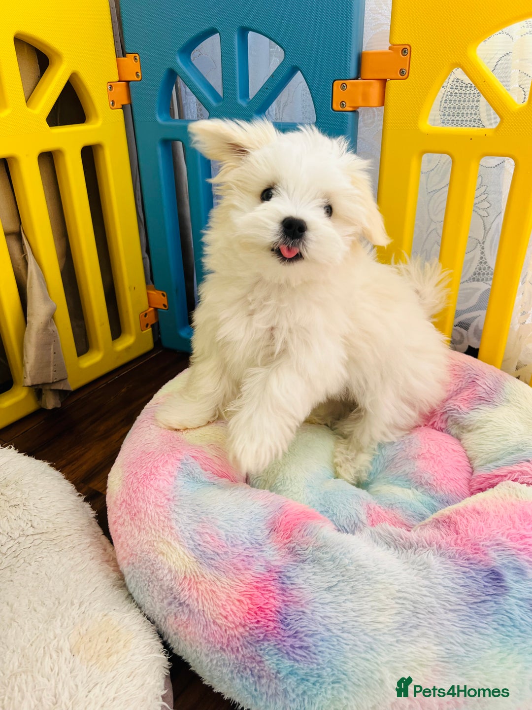 Maltese dogs for sale: For sale - Image 7