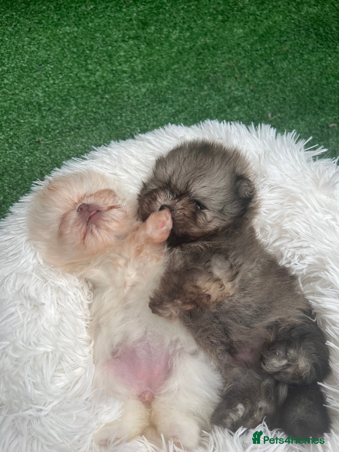 Pomeranian dogs for sale: Pomeranian toy  - Image 3
