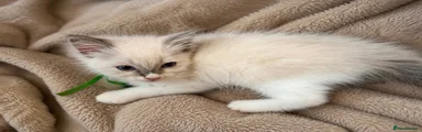 Ragdoll 1