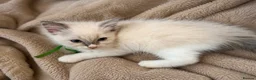 Ragdoll cats for sale: ⭐️Two beautiful female ragdoll kittens for sale⭐️ - Advert 1