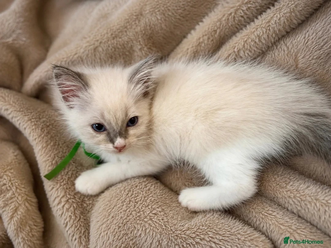 Ragdoll cats for sale: ⭐️Two beautiful female ragdoll kittens for sale⭐️ - Advert 1
