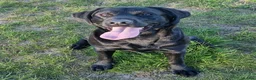 Labrador Retriever dogs for sale:  Kc Reg. Labrador Puppies- Waiting List Now Open - Advert 9
