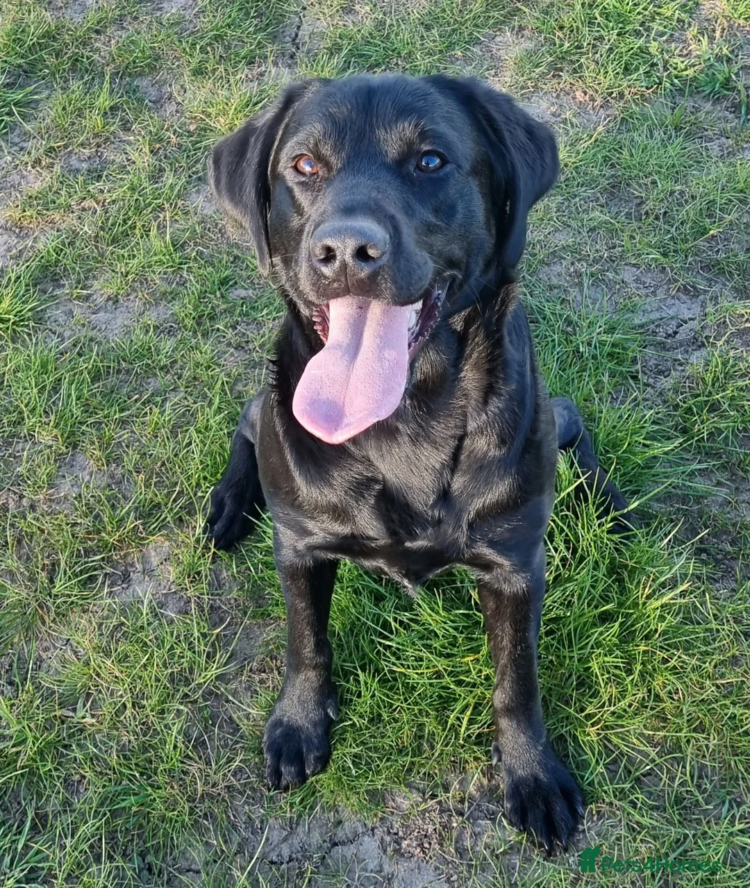 Labrador Retriever dogs for sale:  Kc Reg. Labrador Puppies- Waiting List Now Open - Advert 9