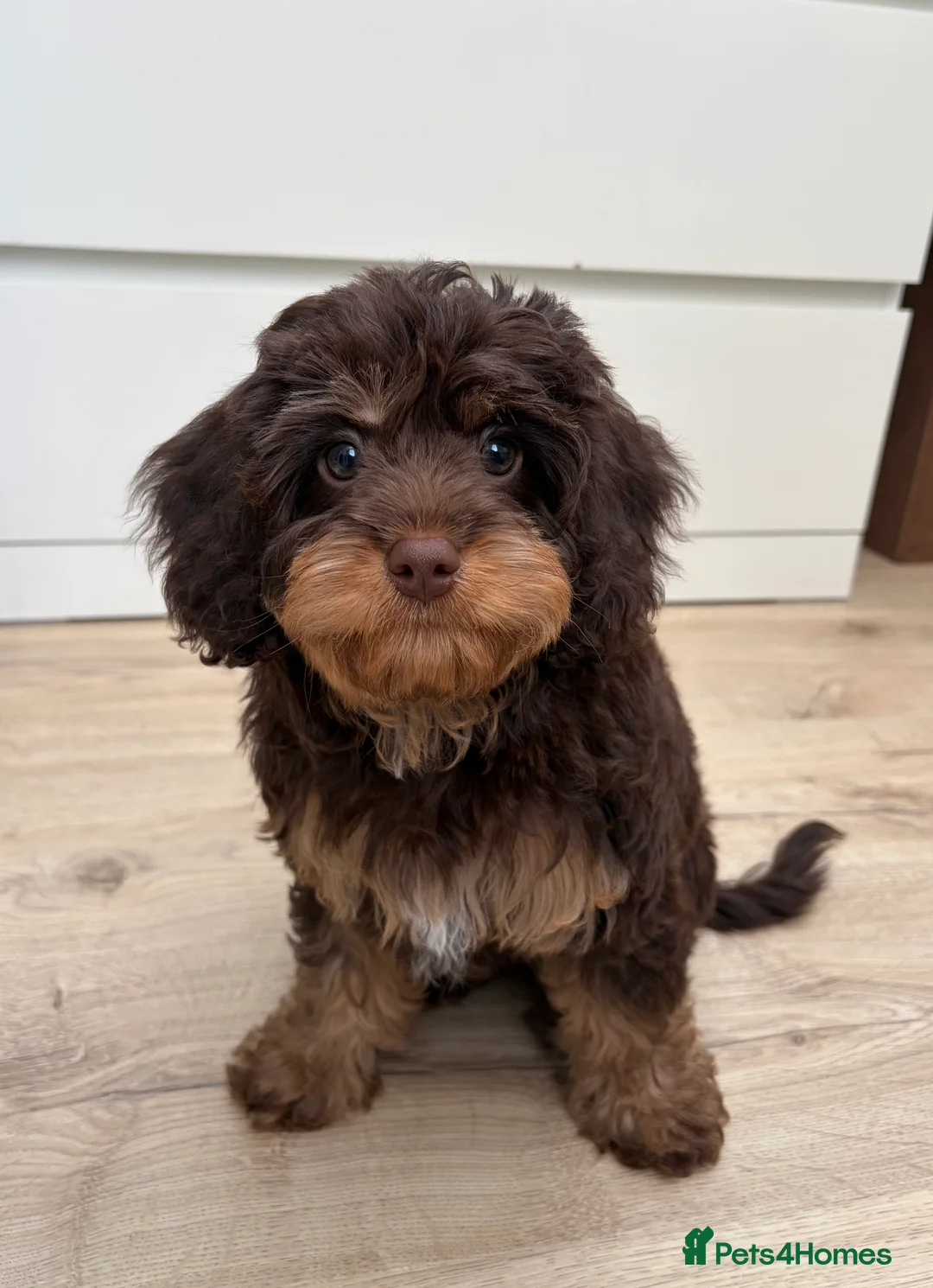Cavapoo dogs for sale: LAST FEMALE - F1 Cavapoo - Parents DNA Tested  - Advert 13