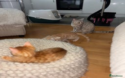 Bengal cats for sale: Unique Bengal Kittens  - Image 16