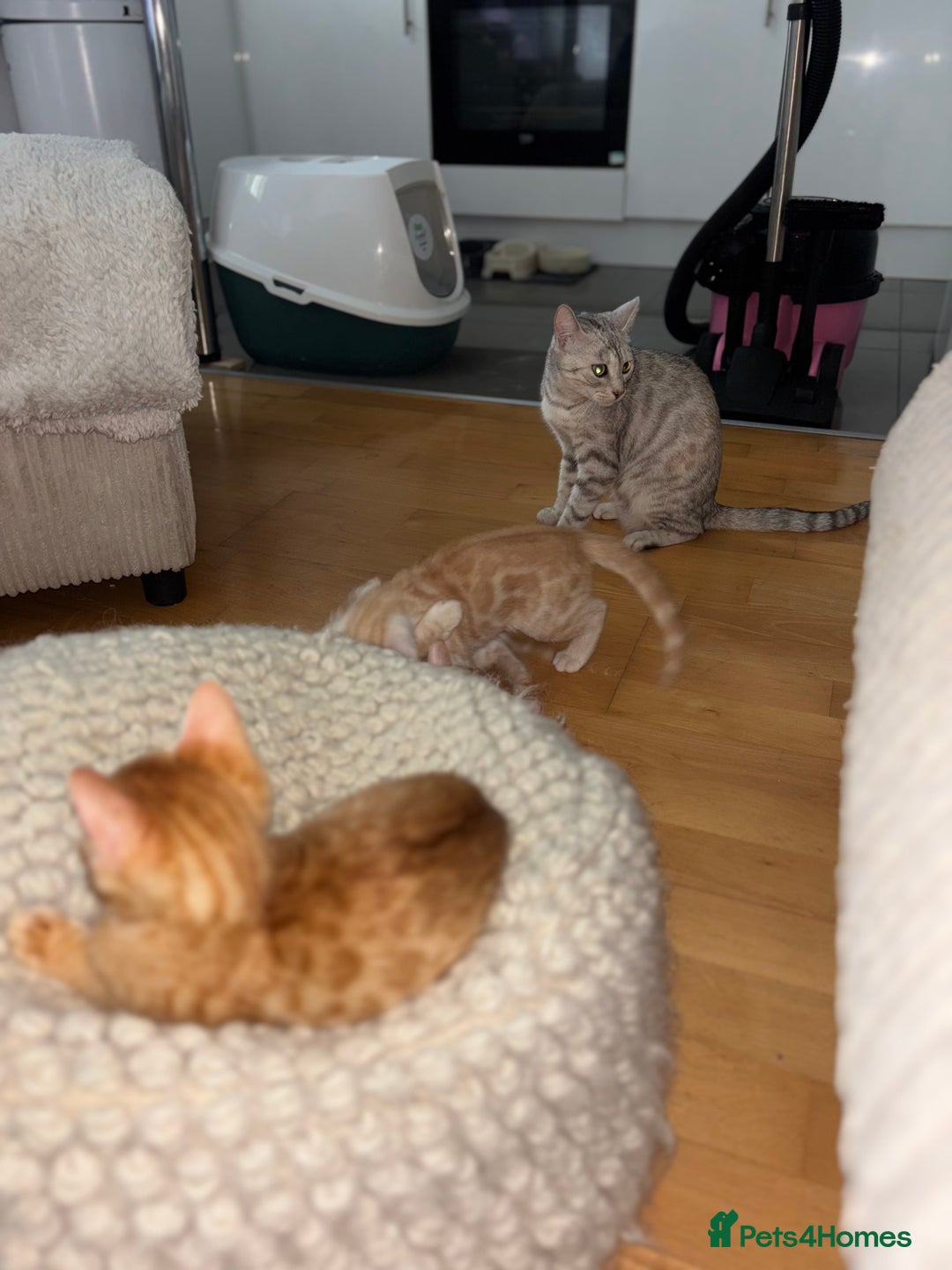 Bengal cats for sale: Unique Bengal Kittens  - Image 16
