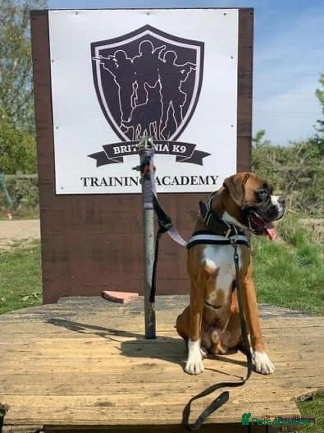Boxer dogs for stud: PROVEN KC REGISTERED BOXER STUD - Red Flashy Male in London - Advert 6