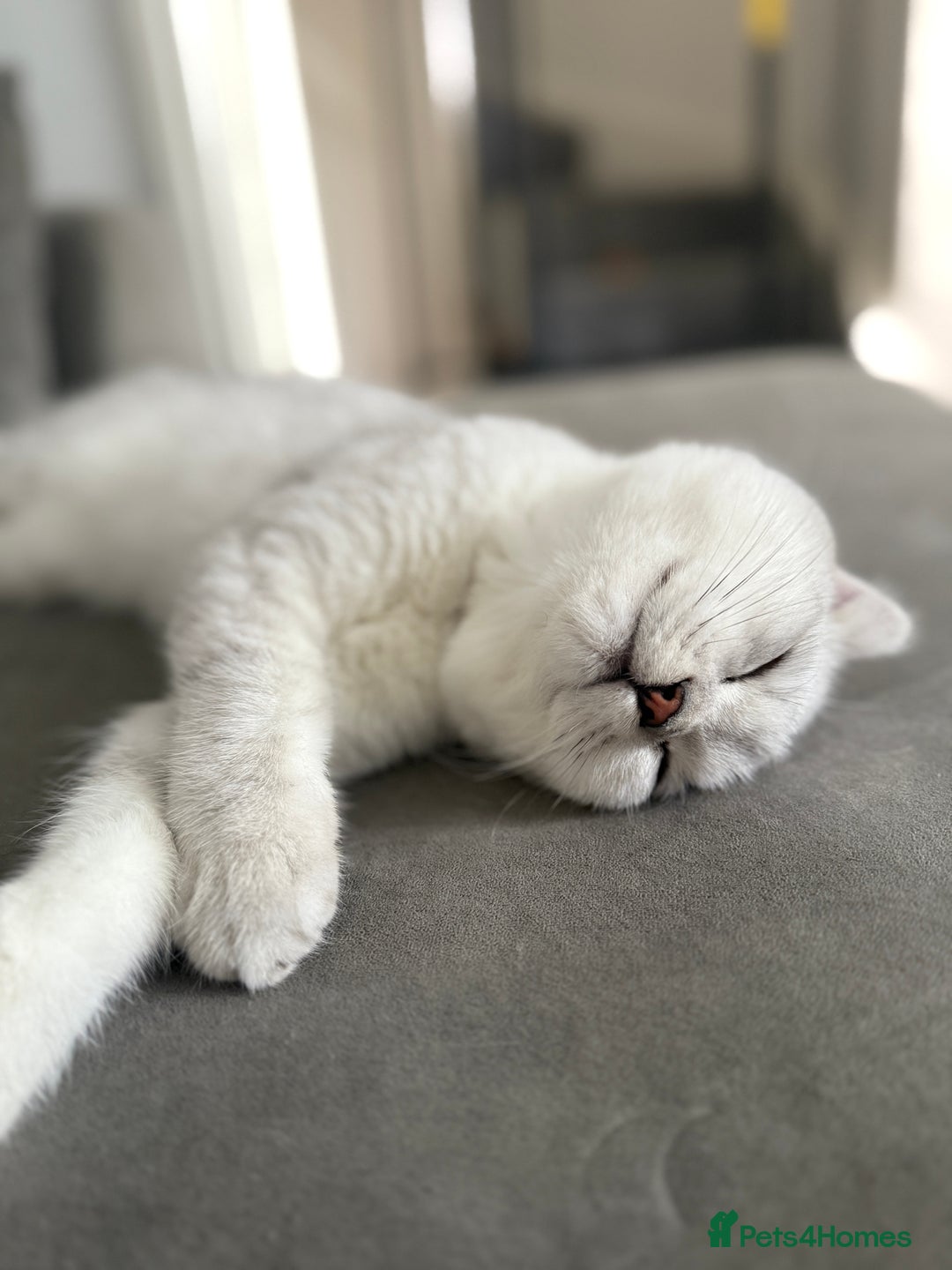 Scottish Fold cats for stud: Prada Stud ready for duties  - Advert 2