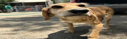 Segugio Italiano dogs for adoption: Loumi (wire-haired Segugio Italiano) in Edinburgh - Advert 15
