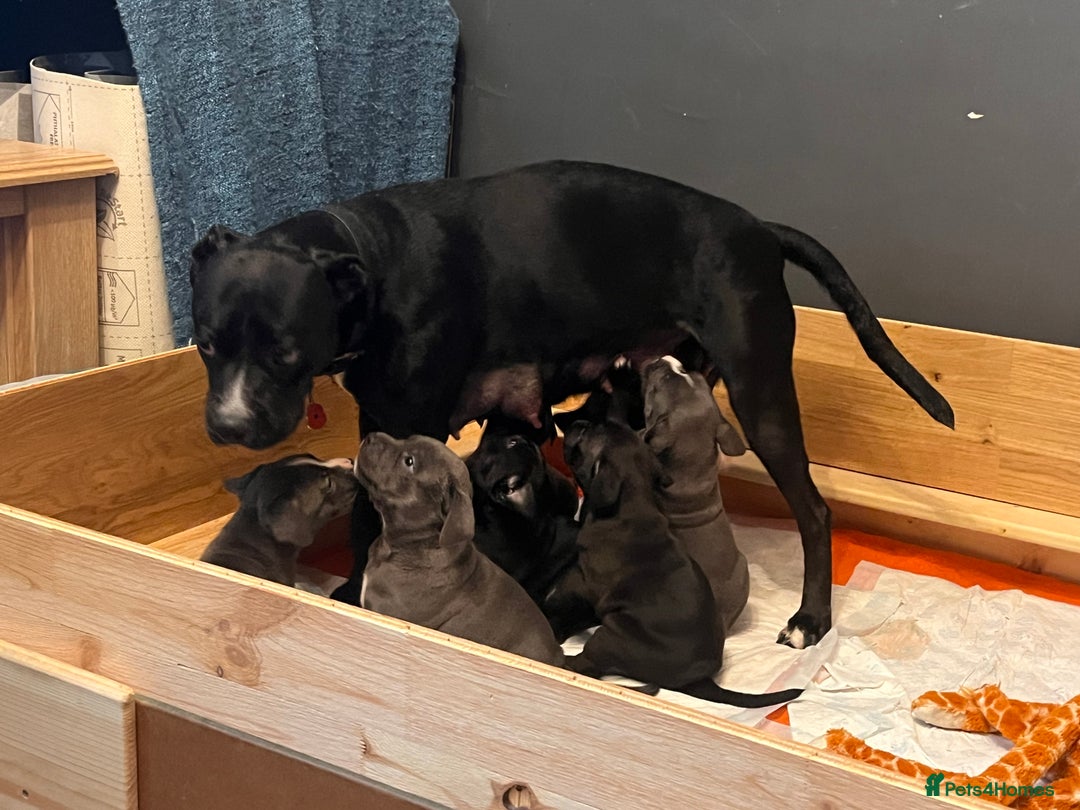 Staffordshire Bull Terrier dogs for sale: Beautiful Staffy puppies  - Image 12