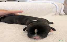 Mixed Breed dogs for sale: Cockerbull puppies  - Image 28