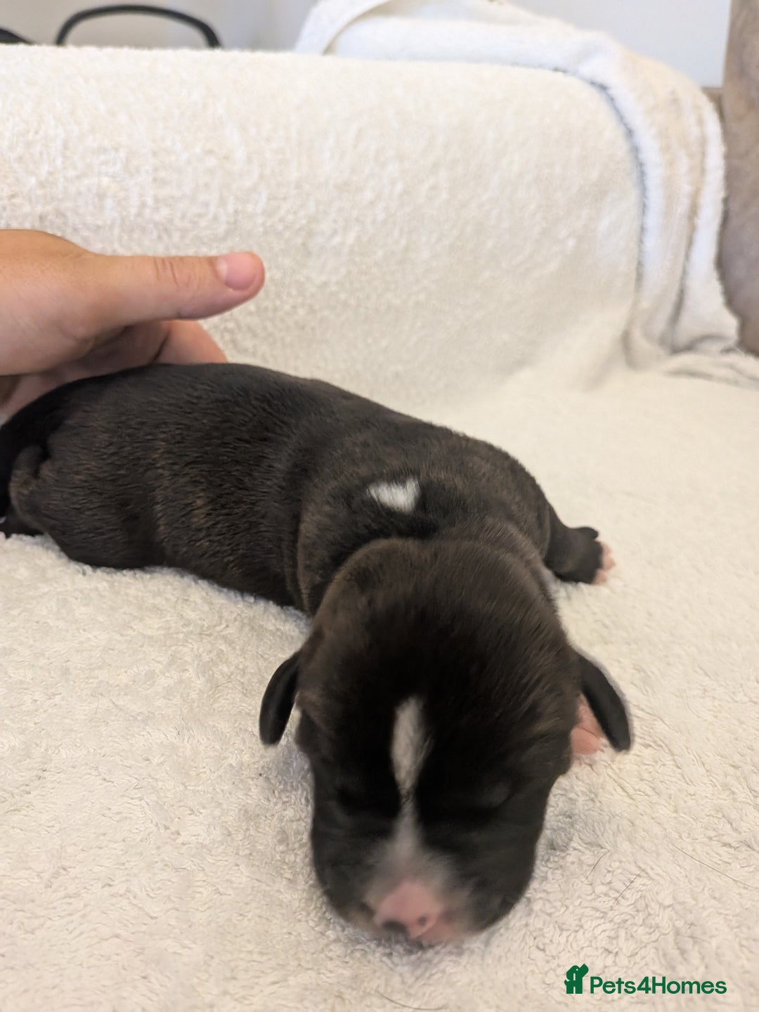 Mixed Breed dogs for sale: Cockerbull puppies  - Image 28