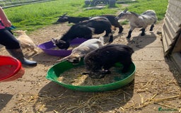 Goats livestock for sale: Six Pygmy goats for sale  - Image 5