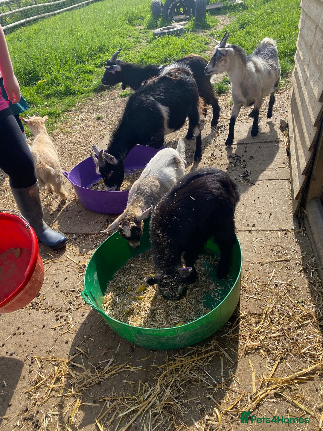 Goats livestock for sale: Six Pygmy goats for sale  - Image 5