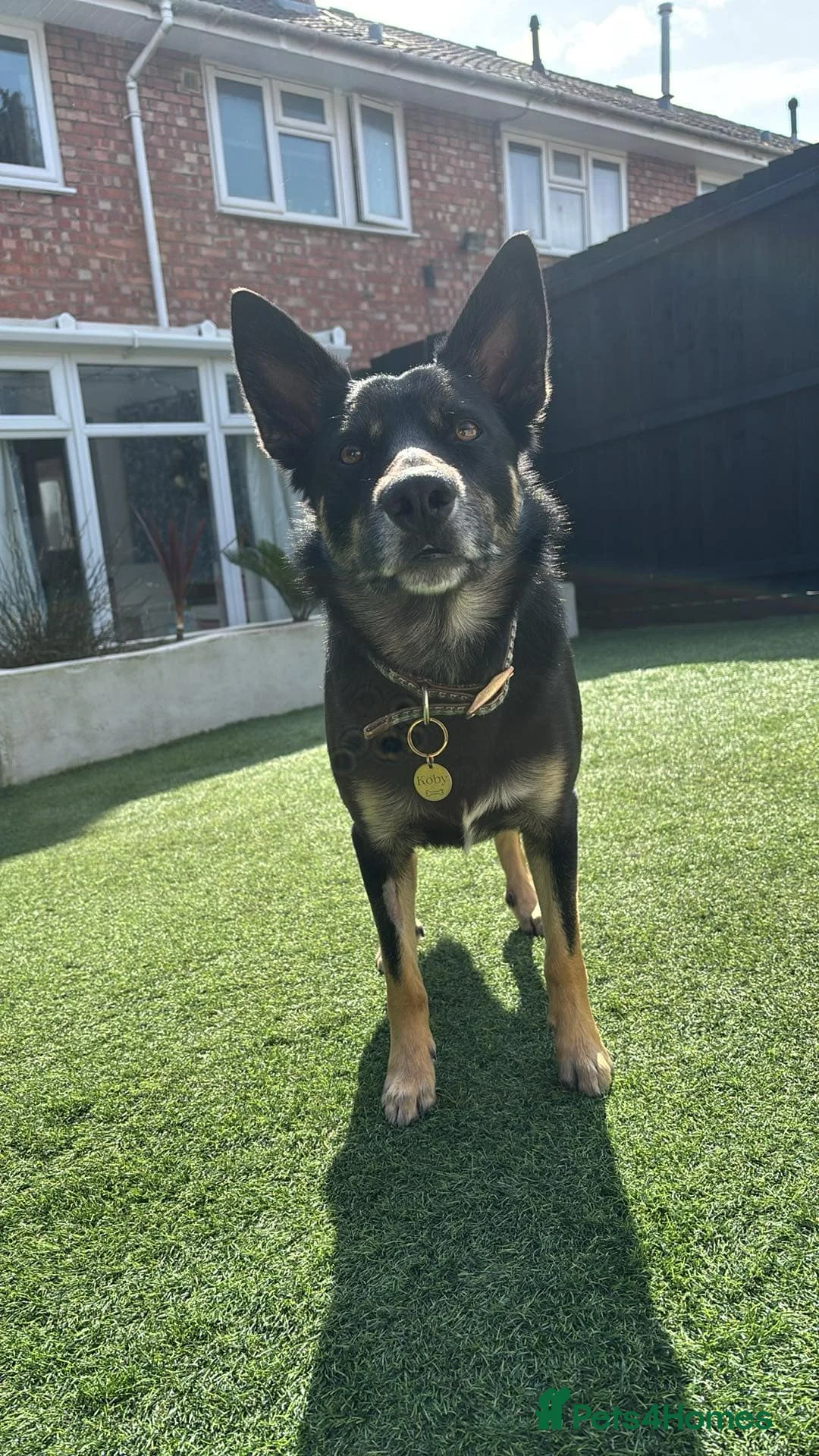 Border Collie dogs for sale: Border collie for rehoming - Advert 1