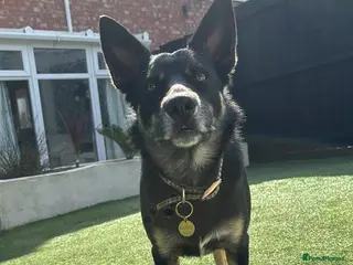 Border Collie dogs Border collie for rehoming - Advert 3