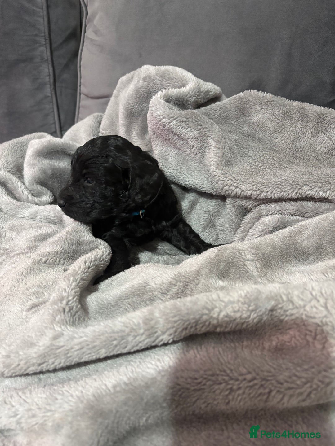 Cockapoo dogs for sale: Cockerpoo - Advert 5