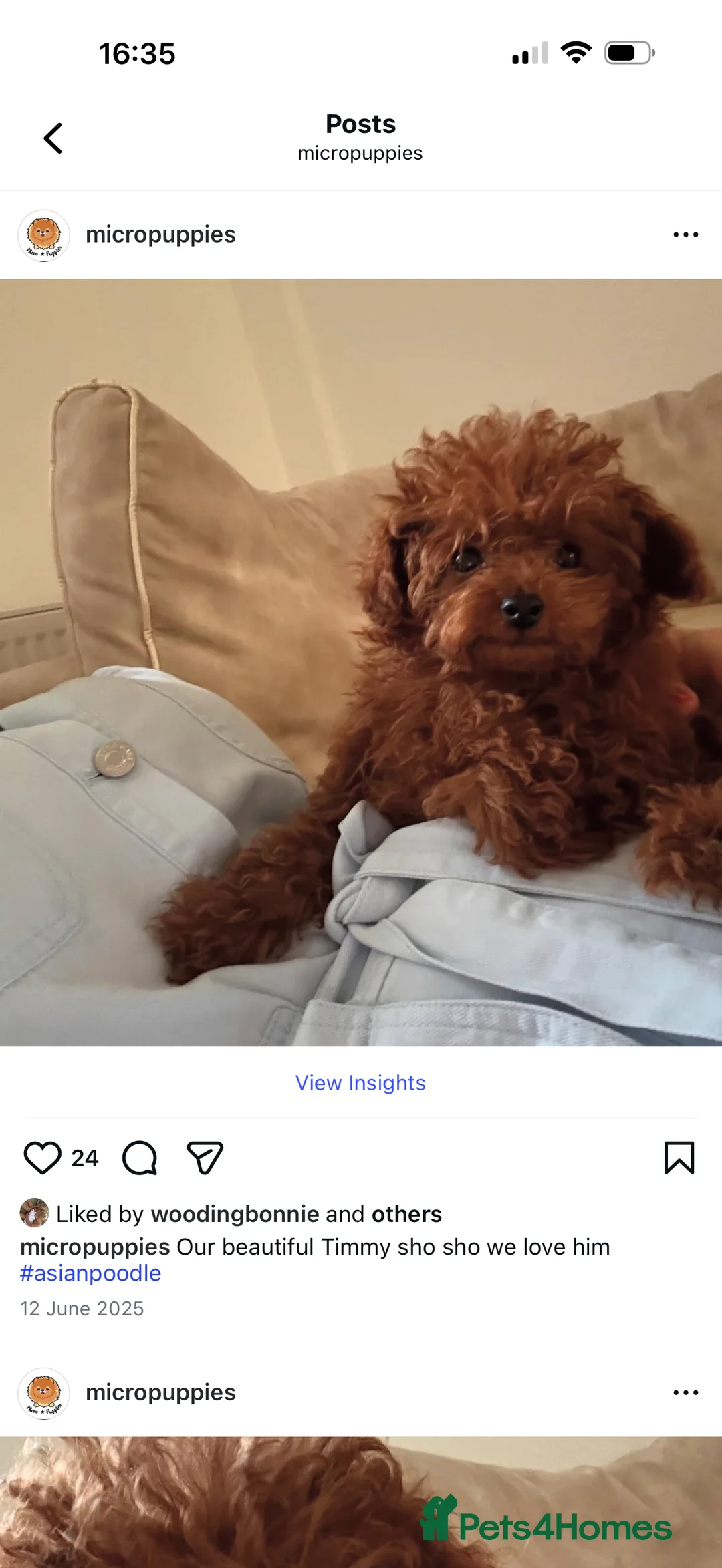 Cavapoo dogs for sale: Beautiful curly Cavapoo pups 5 🌟 licensed breeder - Advert 11