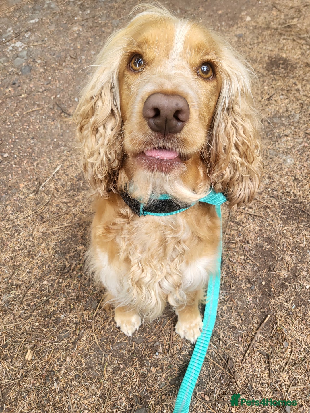 Cocker Spaniel dogs for sale: Stunning KC Registered Show Cocker Spaniel Puppies - Advert 10