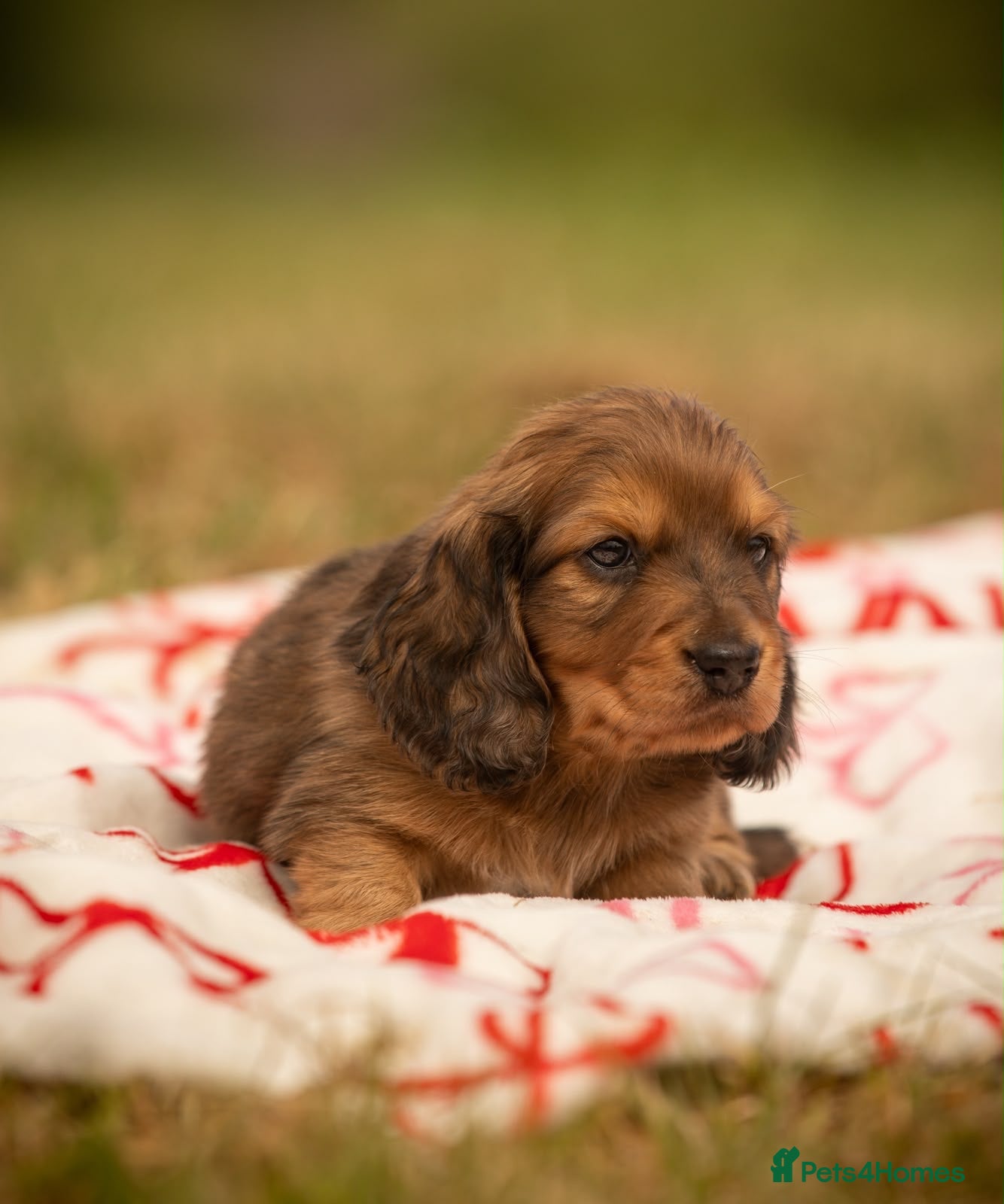 Miniature Dachshund dogs Beautiful Longhair Miniature Dachshund Male - Advert 14