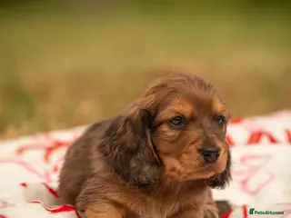 Miniature Dachshund dogs Beautiful Longhair Miniature Dachshund Male - Advert 14