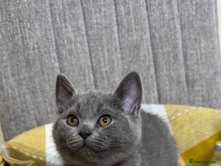 British Shorthair cats for sale - Advert 1