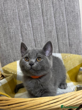 British Shorthair cats Beautiful British short hair kitten available - Advert 14