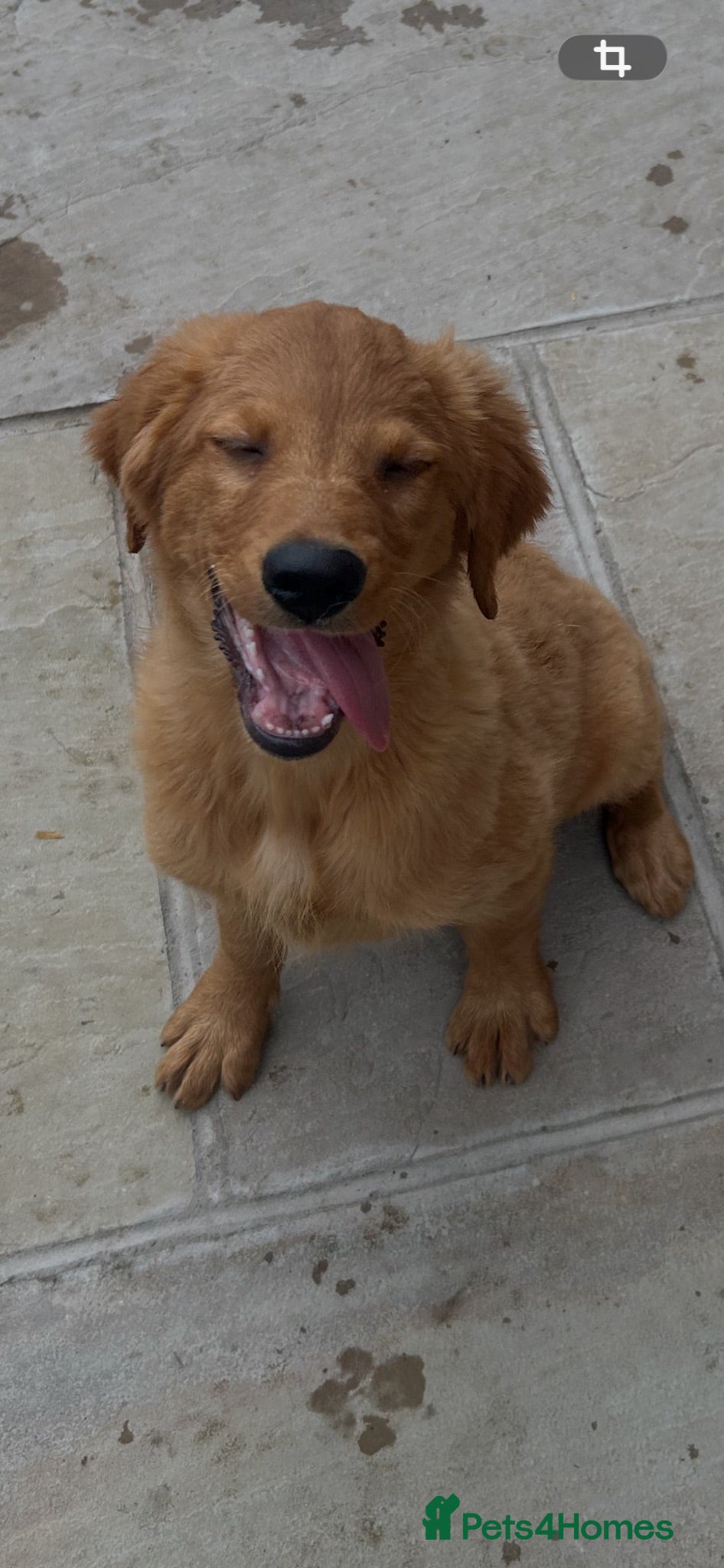 Golden Retriever dogs Quality KC Registered Golden Retriever Puppies - Advert 1