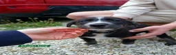 Mixed Breed dogs for sale: Unique BLUE EYED  Labrador and Husky puppies - Advert 12