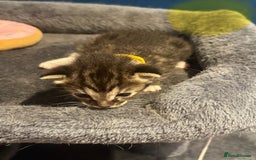 Bengal cats for sale: Queen boo 💕❤️ - Image 7