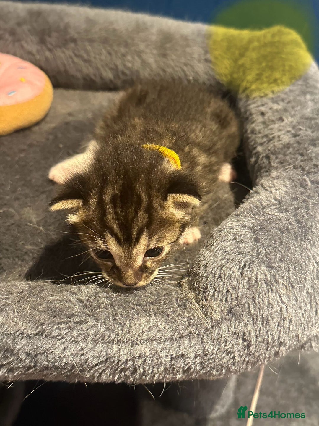 Bengal cats for sale: Queen boo 💕❤️ - Image 7