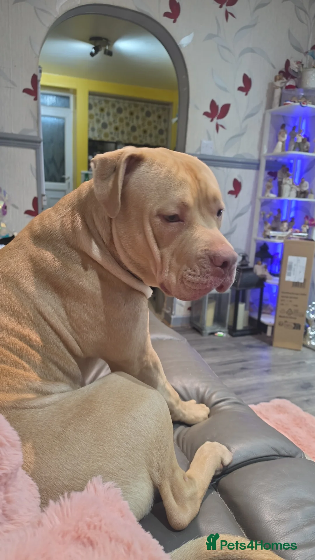 Mixed Breed dogs for sale: Mastiff cross  in Newark - Advert 10
