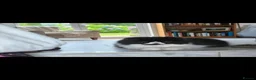Persian cats for sale: 🐾 Stunning Black & White Persian Boy in Grays - Advert 2