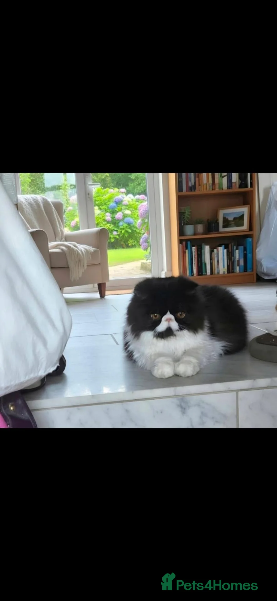 Persian cats for sale: 🐾 Stunning Black & White Persian Boy in Grays - Advert 2