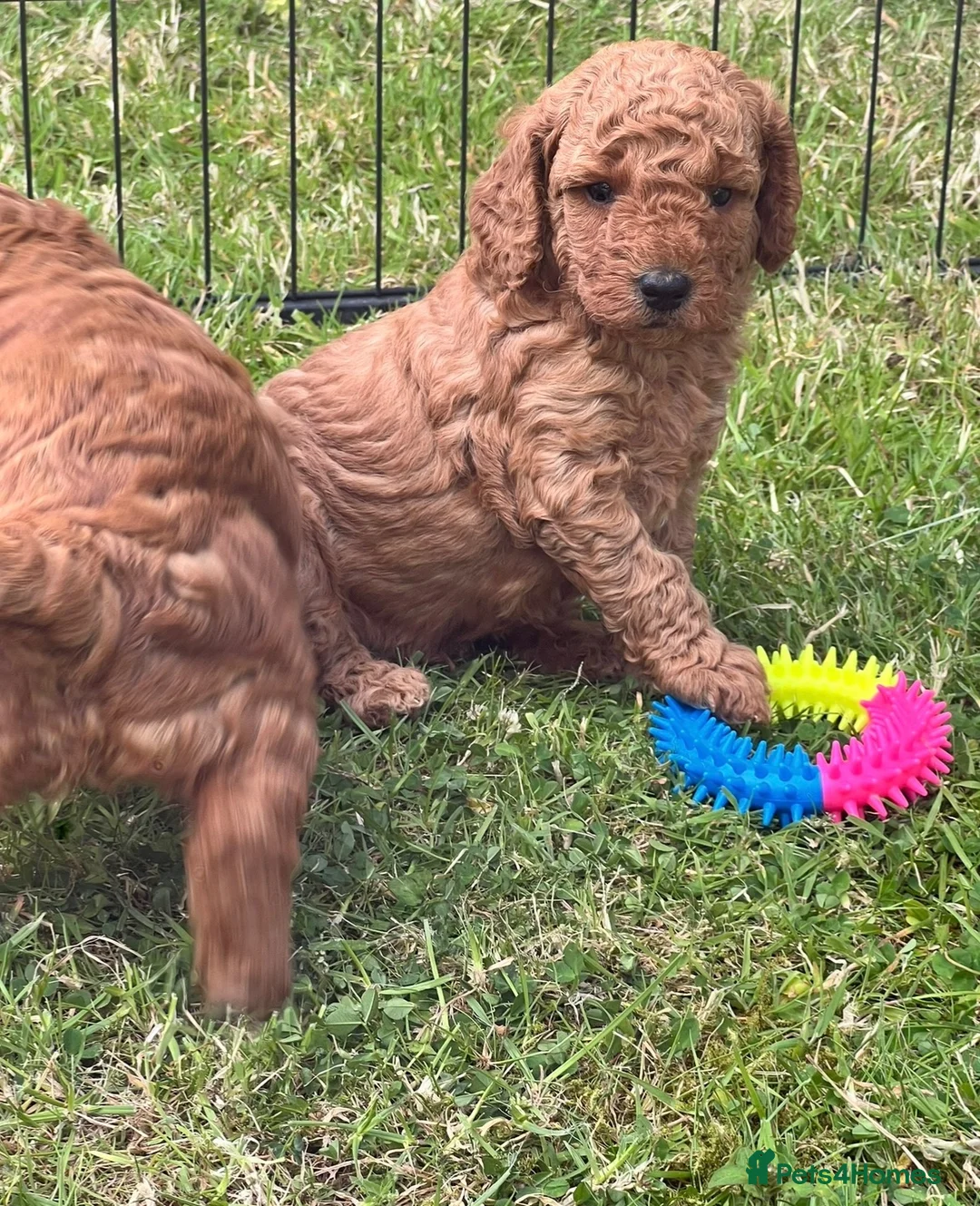 Miniature Poodle dogs for sale: KC Registered & Health checked Min. Poodle Puppies - Advert 1