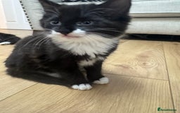Ragdoll cats for sale: Stunning part ragdoll kittens - Image 12