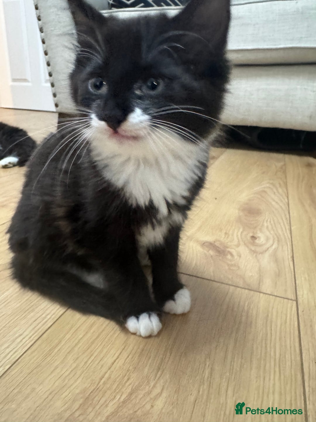Ragdoll cats for sale: Stunning part ragdoll kittens - Image 12